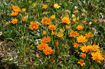 Gazania rigens orange treasure flowers with green grass