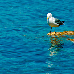 Jeune mouette méditerranéenne à Hyères, France