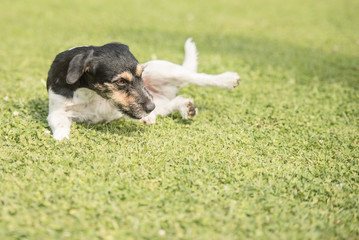 Funny little Jack Russell Terrier dog fell over while playing in the green. It looks funny.