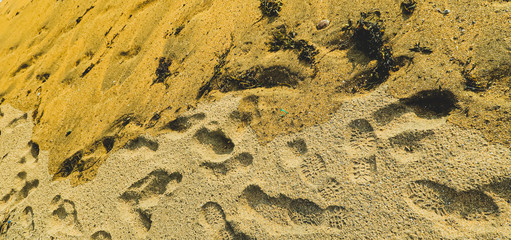 Footprints in the sand on the beach