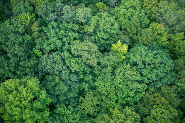 Forest in Vermont aerial view
