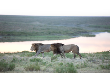 Naklejka na ściany i meble Wild free roaming male african lion in its natural habitat