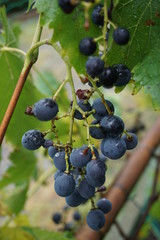 Trauben in einem Weinberg