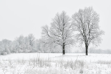 Fototapeta na wymiar Winter landscape in of snow flocked trees in a rural landscape, Michigan, USA