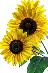 Yellow sunflowers against sky background