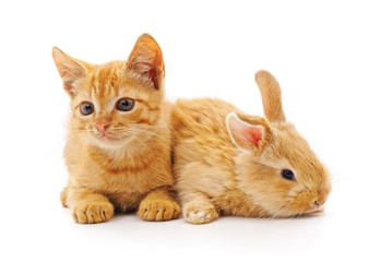 Red kitty and bunny.