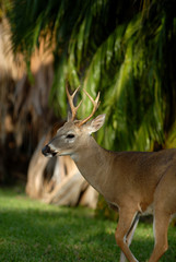 Odocoileus virginianus clavium