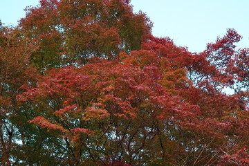 赤く色付いた楓の紅葉