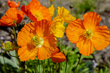 Beautiful yellow flower Eschscholzia on a green blurred background of grass, flower leaves.landscape.Photo.Headpiece.