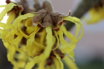 rare yellow witch hazel (hamamelis) is blooming in winter months