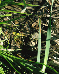 frog in pond