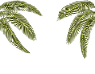 Tropical Different shapes of dark green palm leaves. At both sides. Isolated on a white background without mesh and gradient. illustration