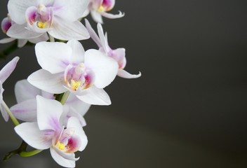 Fototapeta na wymiar white orchid on dark background