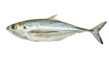 Tuna fish isolated on white background