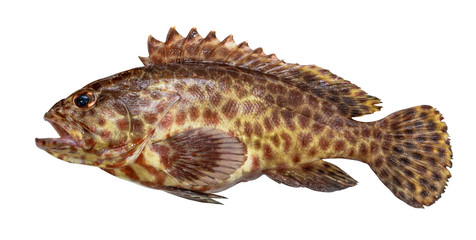 Naklejka premium Grouper Fish isolated on white
