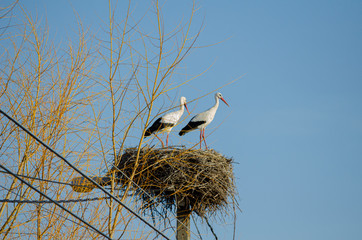 Two storks standing in the nest. Concept of ecology.
