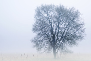 Winter landscape of a bare tree in fog, tall grass prairie, Fort Custer State Park, Michigan, USA