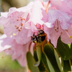 Bumblebee on the pink flowers of rhododendron. Magnificent flowering of rhododendrons in the spring garden.
