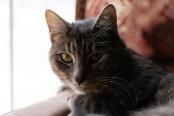 Adorable gray and black tabby cat laying on sofa in the sun on a winter day