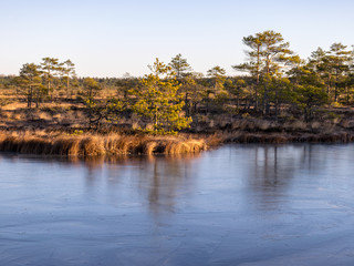 beautiful bog landscape in the morning