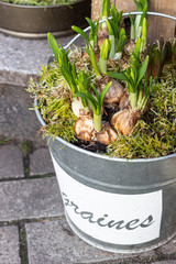 First spring flowers (hyacinths) grow in iron tanks on the terrace of the house. Outdoor gardening concept.
