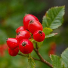 The red berries of rose hips on the Bush.