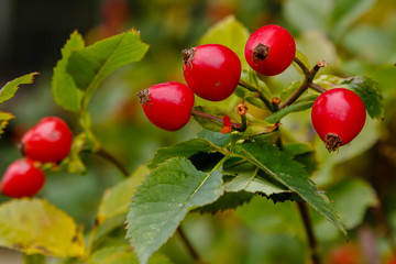 The red berries of rose hips on the Bush.