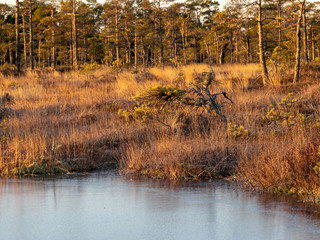 beautiful bog landscape in the morning