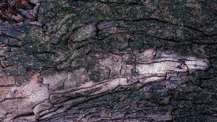Tree bark texture, close up. Wood bark background. Natural abstract backdrop.