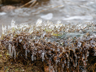 fragments of frozen seaweed ice texture