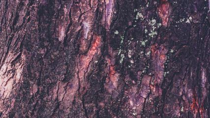 Tree bark texture, close up. Wood bark background. Natural abstract backdrop.
