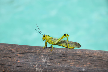 photograph of the animal grasshopper with a tropical background