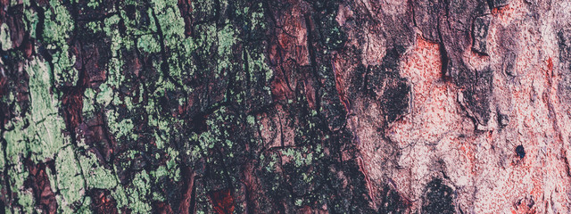 Tree bark texture, close up. Wood bark background. Natural abstract backdrop.