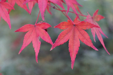 赤く色付いた楓の紅葉