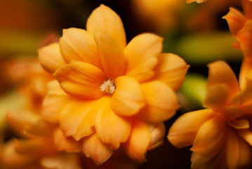 Obraz premium flower