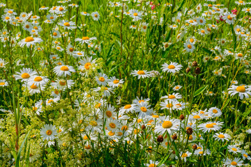 Meadow chamomile, valerian, raspberry and other wildflowers on a glade on a summer day.