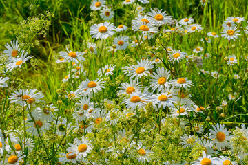 Meadow chamomile, valerian, raspberry and other wildflowers on a glade on a summer day.