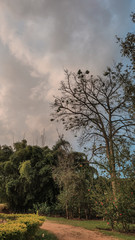 Nature Natural plants trees 