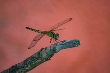 Libélula posada en punta de Rama
