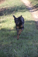 Beauceron dog having fun in puddles in forest