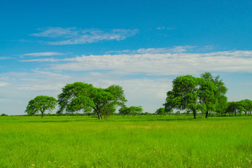 Capo con Arboles, Castelli - Chaco -Argentina