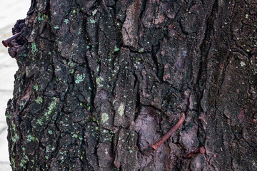 Wood bark texture, close up. Tree bark background. Nature abstract backdrop.
