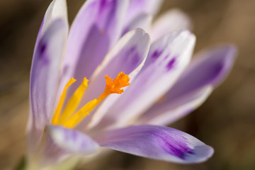 Fototapeta premium Crocus vernus or spring crocus, purple flower variety, giant crocus, a species in Family Iridaceae, native in Europe, early spring flower, ornamental plants in Iridaceae family, Dutch Crocus