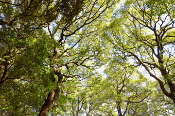 Treetops and branches with fresh green leaf and blue sky