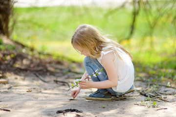 Adorable young girl in blooming cherry tree garden on beautiful spring day. Cute child picking fresh cherry tree flowers at spring.