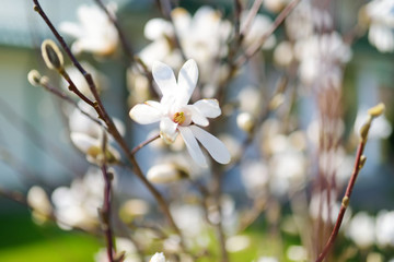 Blossoming magnolia flowers in early spring.
