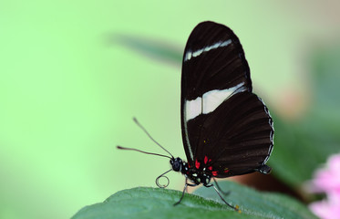 Fototapeta na wymiar Close-up of a tropical passion butterfly on a leaf against green background with space for text
