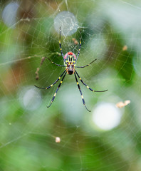 Closeup of the red, yellow and black spider Trichonephila clavata in the spiderweb, also known as Joro spider, member of the golden orb-web spiders
