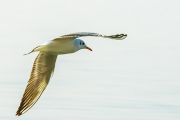 A Backlit Bonaparte's Gull in Flight 