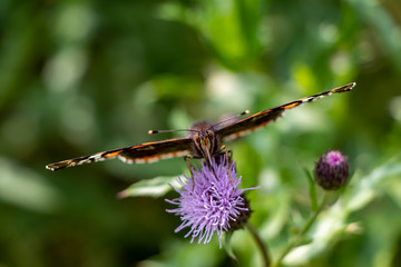 dragonfly on a flower